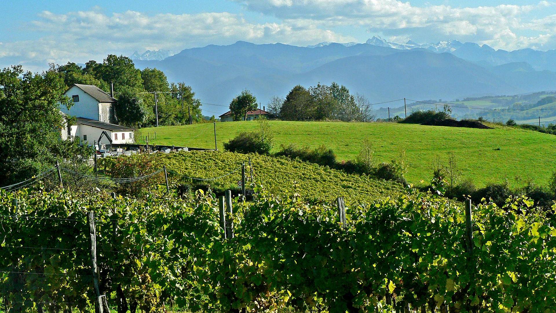 Vue sur les Pyrénées depuis les vignes de Jurançon