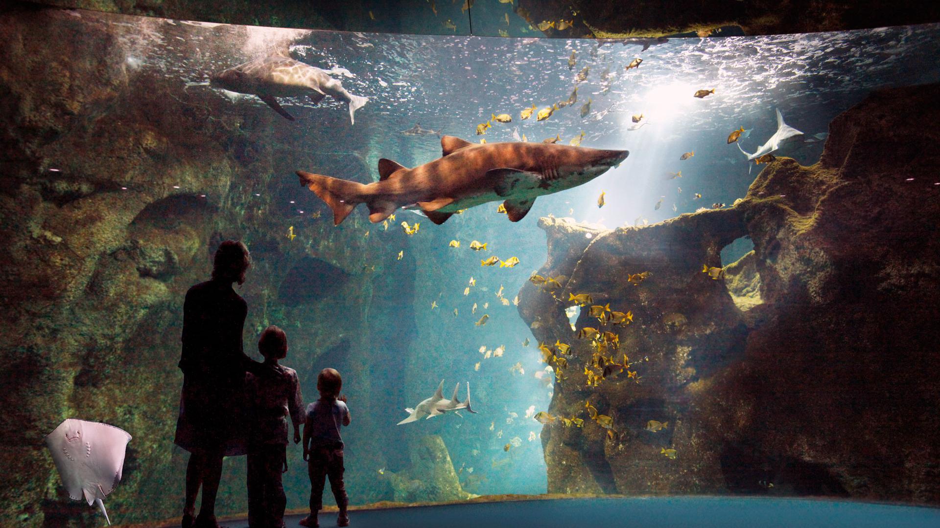 Amphithéâtre Requins Famille Aquarium La Rochelle