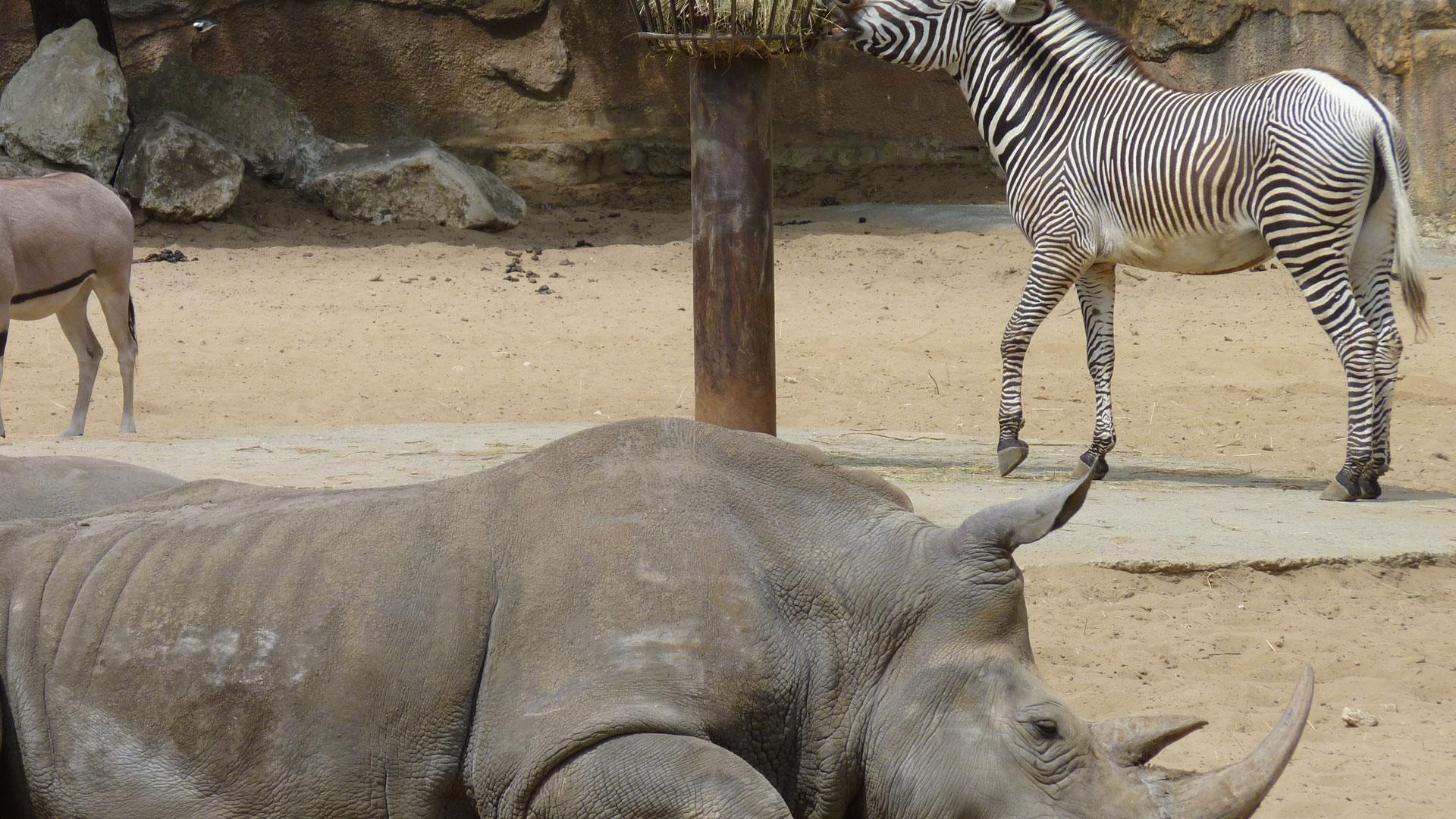 zoo de la palmyre Rhinocéros