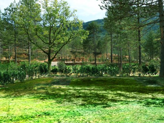 Stellplatz Confort - 10A strom + Wasser + 120m²