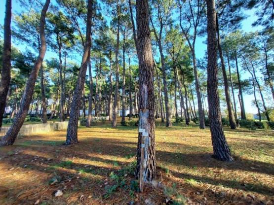 Parcela + tienda, caravana -