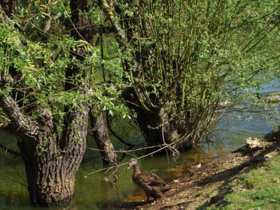 Mobilheim Grand Confort 3 Zimmer