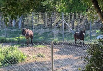 Camping La Grange Neuve - Face à La Réserve Africaine de Sigean